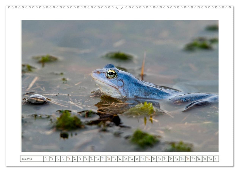 Wenn Frösche blau machen - das geheime Leben der Moorfrösche von Tanja Riedel (CALVENDO Premium Wandkalender 2026)