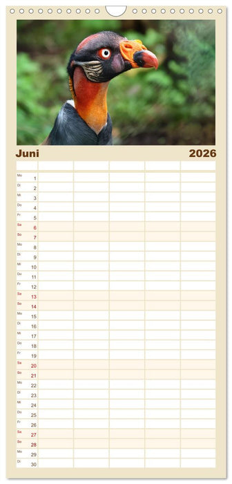 Imposante Vogelporträts (CALVENDO Familienplaner 2026)