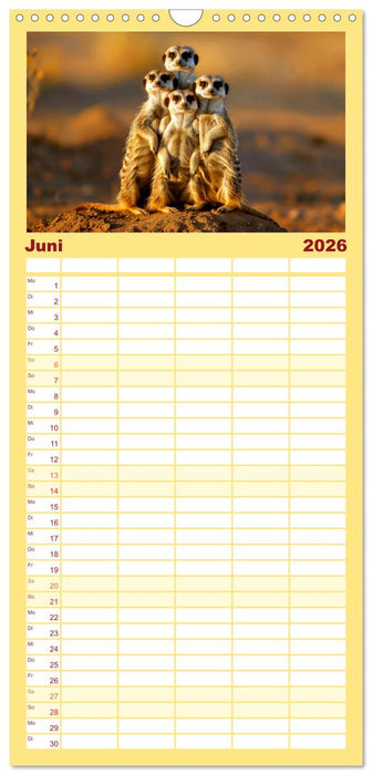 Erdmännchen - coole Typen (CALVENDO Familienplaner 2026)