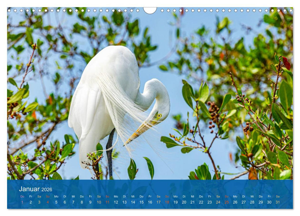 Die Schönheit der Reiher (CALVENDO Wandkalender 2026)