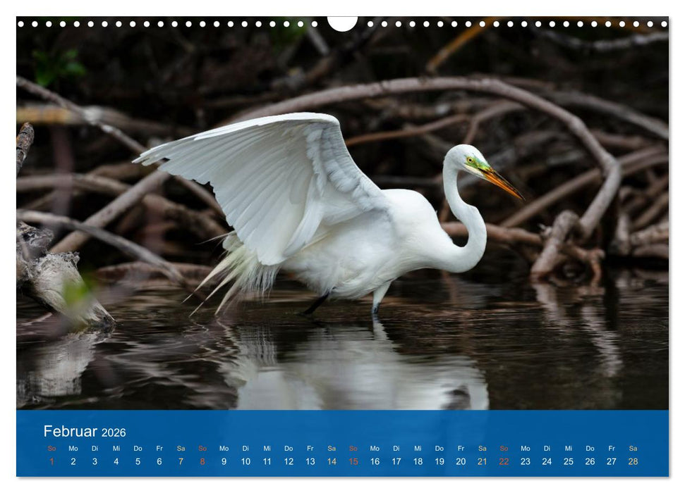 Die Schönheit der Reiher (CALVENDO Wandkalender 2026)