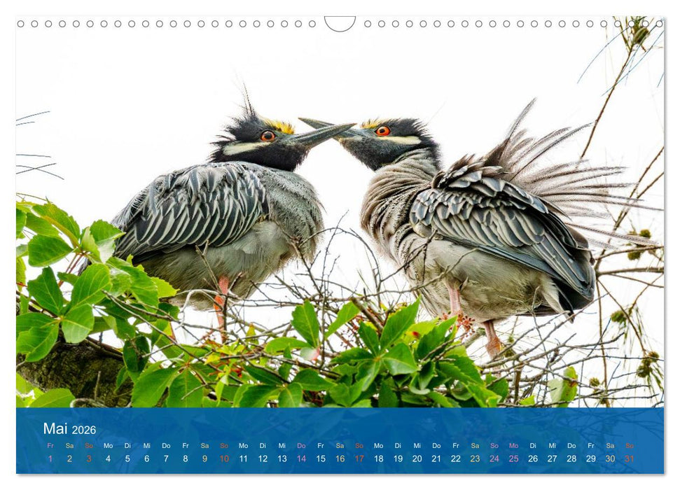 Die Schönheit der Reiher (CALVENDO Wandkalender 2026)