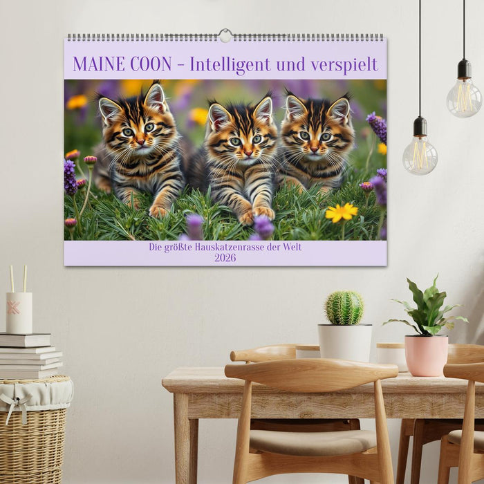 Maine Coon - Intelligent und verspielt (CALVENDO Wandkalender 2026)