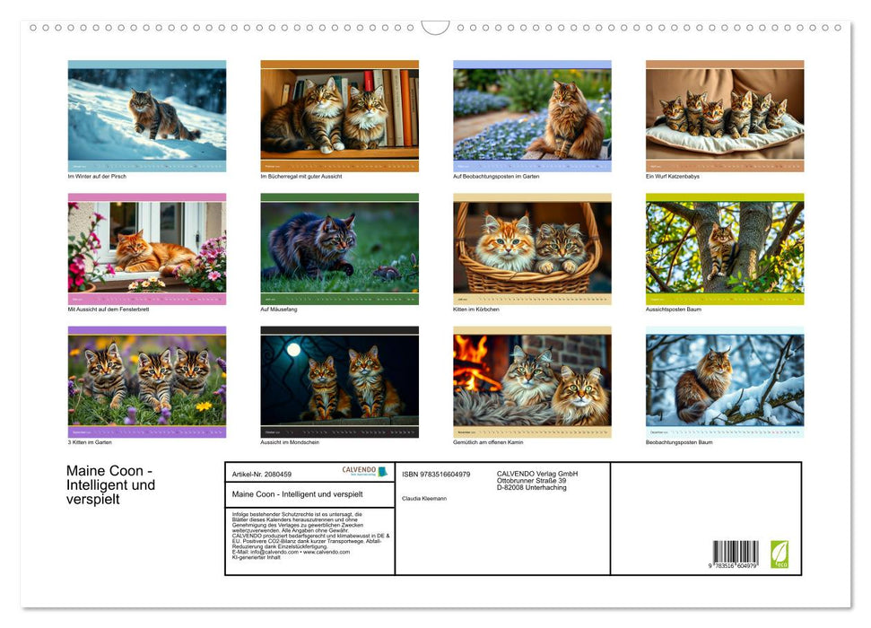 Maine Coon - Intelligent und verspielt (CALVENDO Wandkalender 2026)