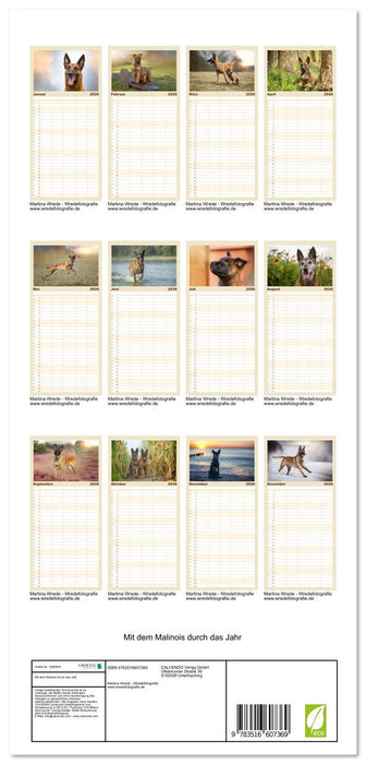 Mit dem Malinois durch das Jahr (CALVENDO Familienplaner 2026)