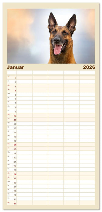 Mit dem Malinois durch das Jahr (CALVENDO Familienplaner 2026)