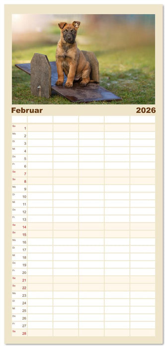 Mit dem Malinois durch das Jahr (CALVENDO Familienplaner 2026)