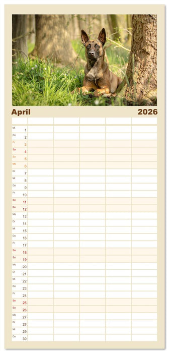 Mit dem Malinois durch das Jahr (CALVENDO Familienplaner 2026)