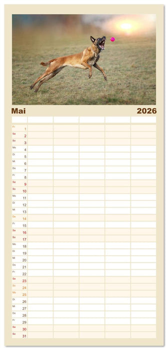 Mit dem Malinois durch das Jahr (CALVENDO Familienplaner 2026)