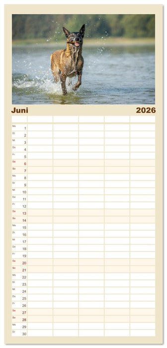 Mit dem Malinois durch das Jahr (CALVENDO Familienplaner 2026)