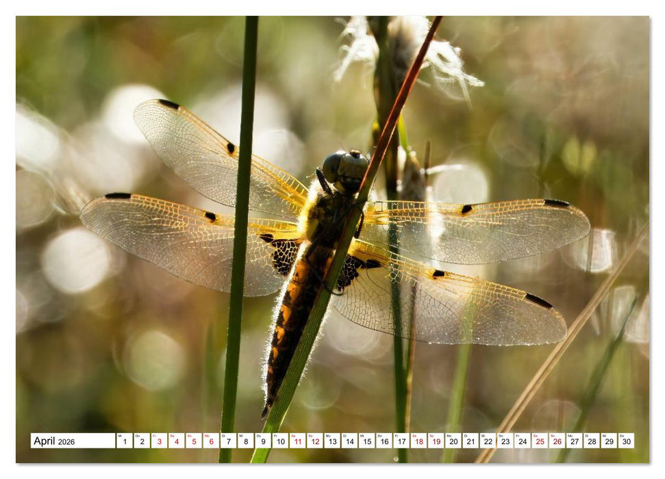 Impressionen aus dem Moor (CALVENDO Wandkalender 2026)