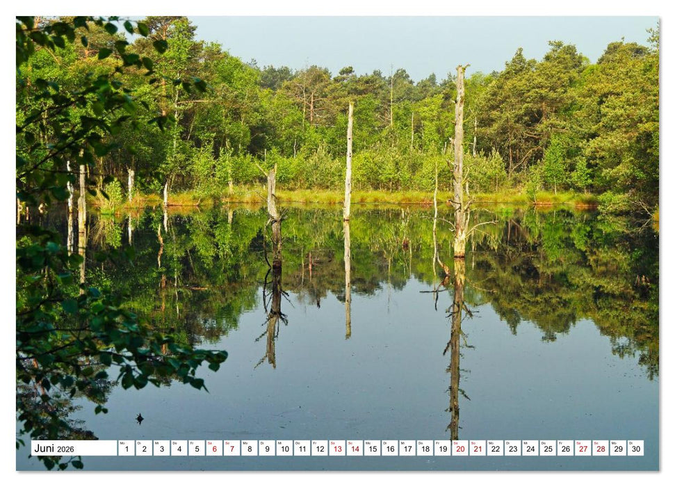 Impressionen aus dem Moor (CALVENDO Wandkalender 2026)