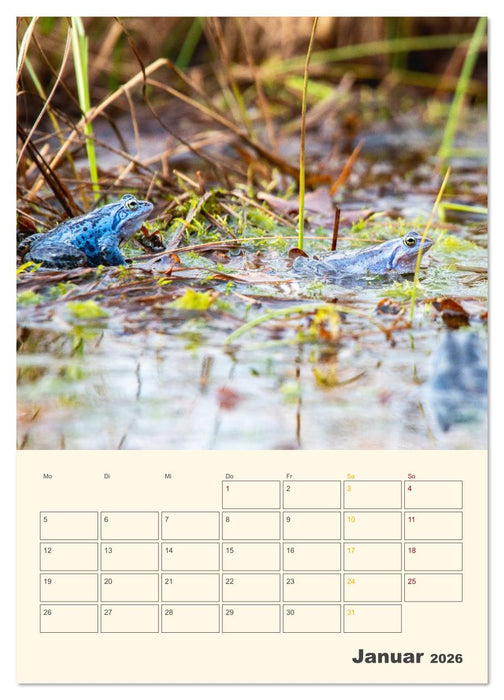 Moorfrosch Geheimnisse – Farben, Flirts & Froschkonzerte - Tanja Riedel (CALVENDO Wandkalender 2026)