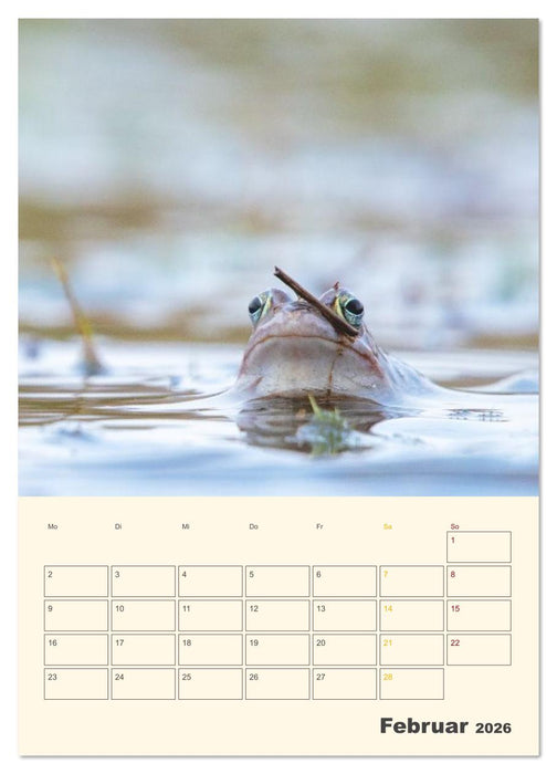 Moorfrosch Geheimnisse – Farben, Flirts & Froschkonzerte - Tanja Riedel (CALVENDO Wandkalender 2026)