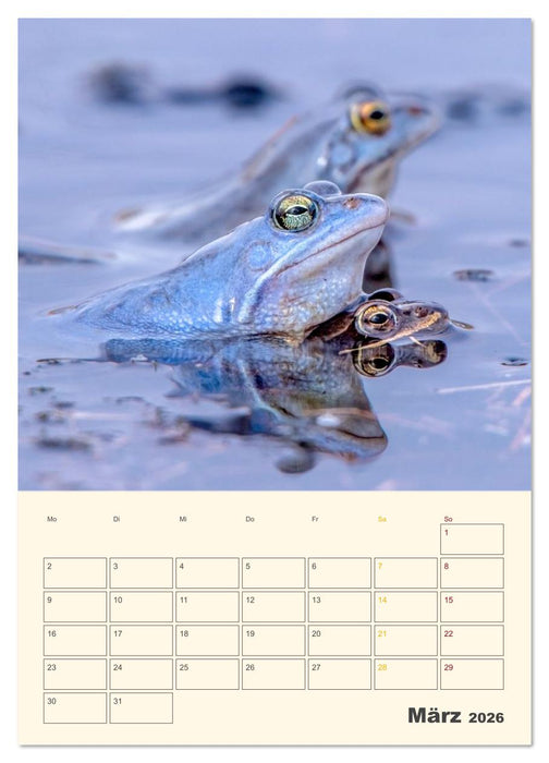 Moorfrosch Geheimnisse – Farben, Flirts & Froschkonzerte - Tanja Riedel (CALVENDO Wandkalender 2026)
