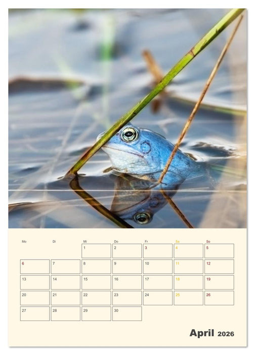 Moorfrosch Geheimnisse – Farben, Flirts & Froschkonzerte - Tanja Riedel (CALVENDO Wandkalender 2026)