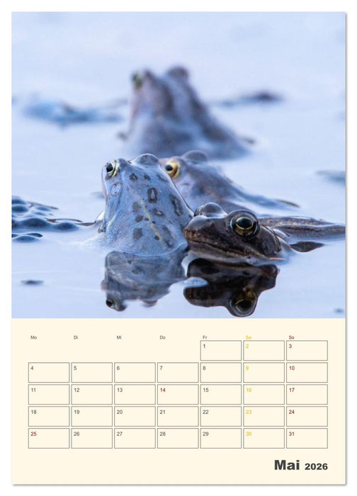 Moorfrosch Geheimnisse – Farben, Flirts & Froschkonzerte - Tanja Riedel (CALVENDO Wandkalender 2026)