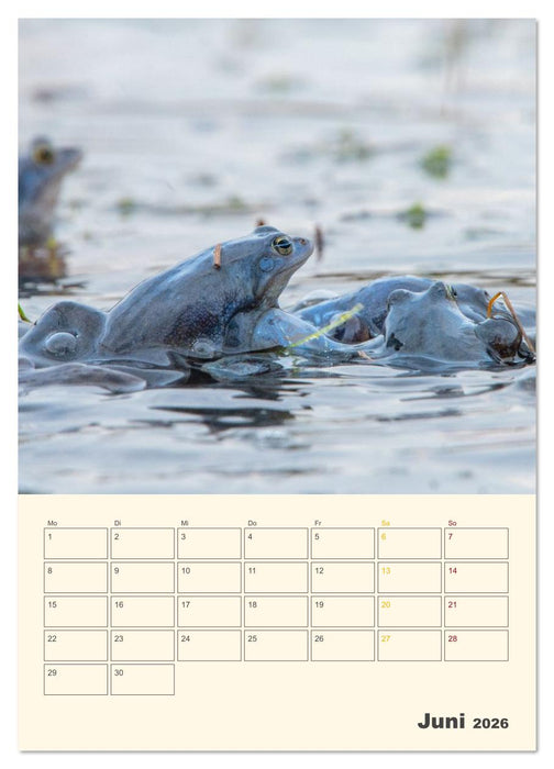 Moorfrosch Geheimnisse – Farben, Flirts & Froschkonzerte - Tanja Riedel (CALVENDO Wandkalender 2026)