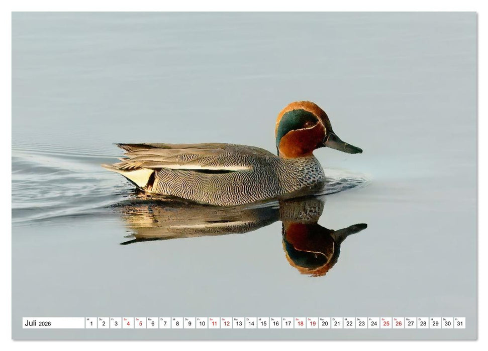 Impressionen aus dem Moor (CALVENDO Premium Wandkalender 2026)