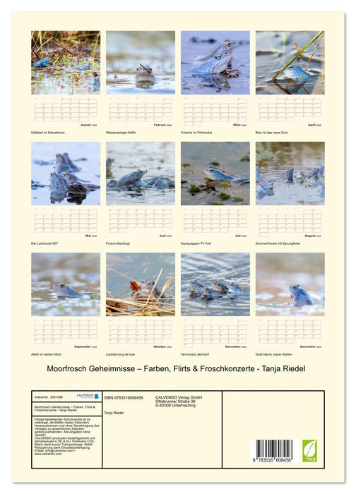 Moorfrosch Geheimnisse – Farben, Flirts & Froschkonzerte - Tanja Riedel (CALVENDO Premium Wandkalender 2026)