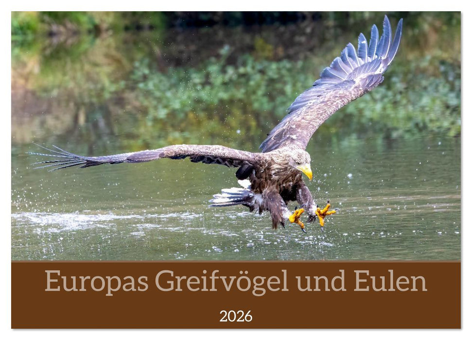 Europas Greifvögel und Eulen (CALVENDO Wandkalender 2026)