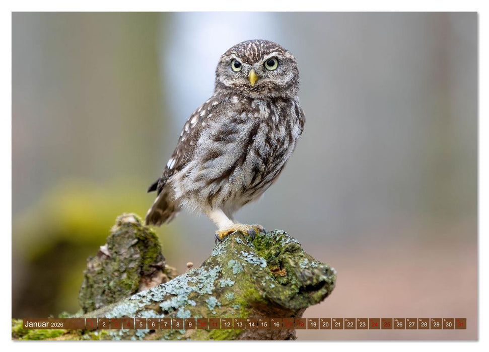 Europas Greifvögel und Eulen (CALVENDO Wandkalender 2026)