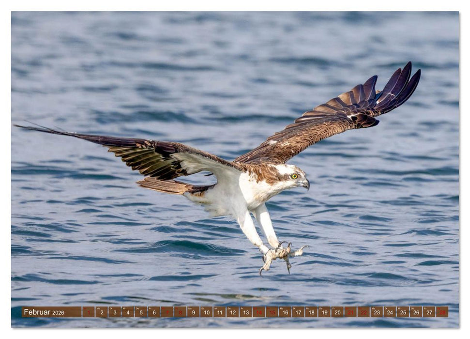 Europas Greifvögel und Eulen (CALVENDO Wandkalender 2026)