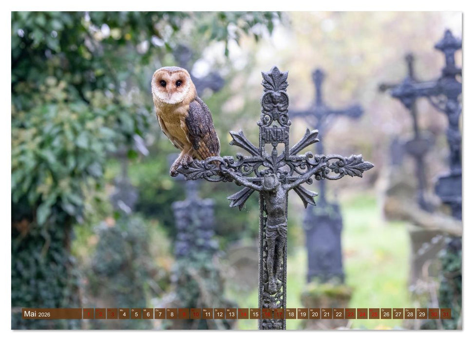 Europas Greifvögel und Eulen (CALVENDO Wandkalender 2026)