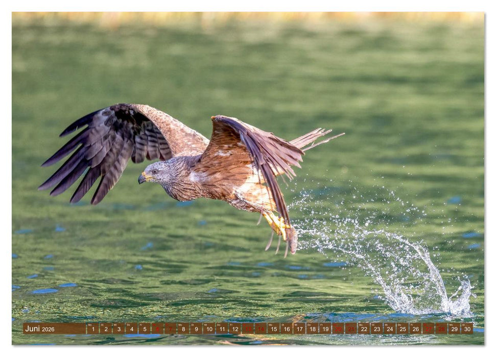 Europas Greifvögel und Eulen (CALVENDO Wandkalender 2026)