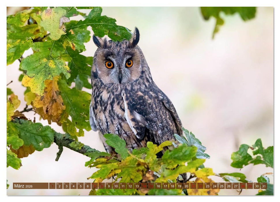 Europas Greifvögel und Eulen (CALVENDO Premium Wandkalender 2026)