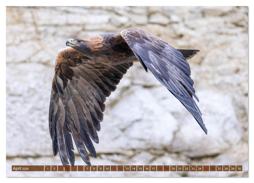 Europas Greifvögel und Eulen (CALVENDO Premium Wandkalender 2026)
