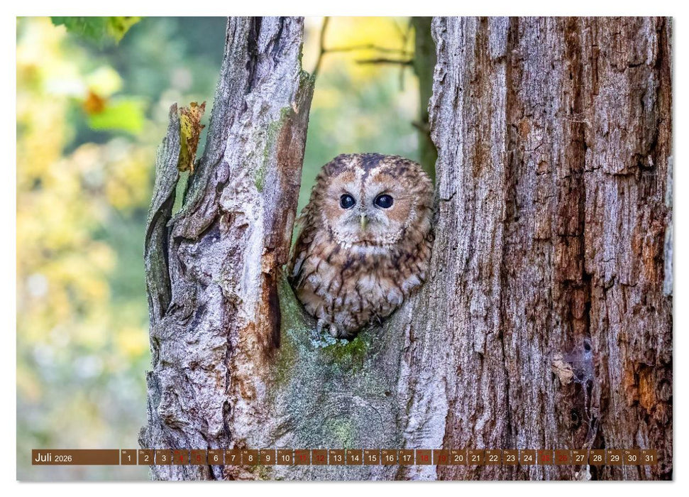 Europas Greifvögel und Eulen (CALVENDO Premium Wandkalender 2026)