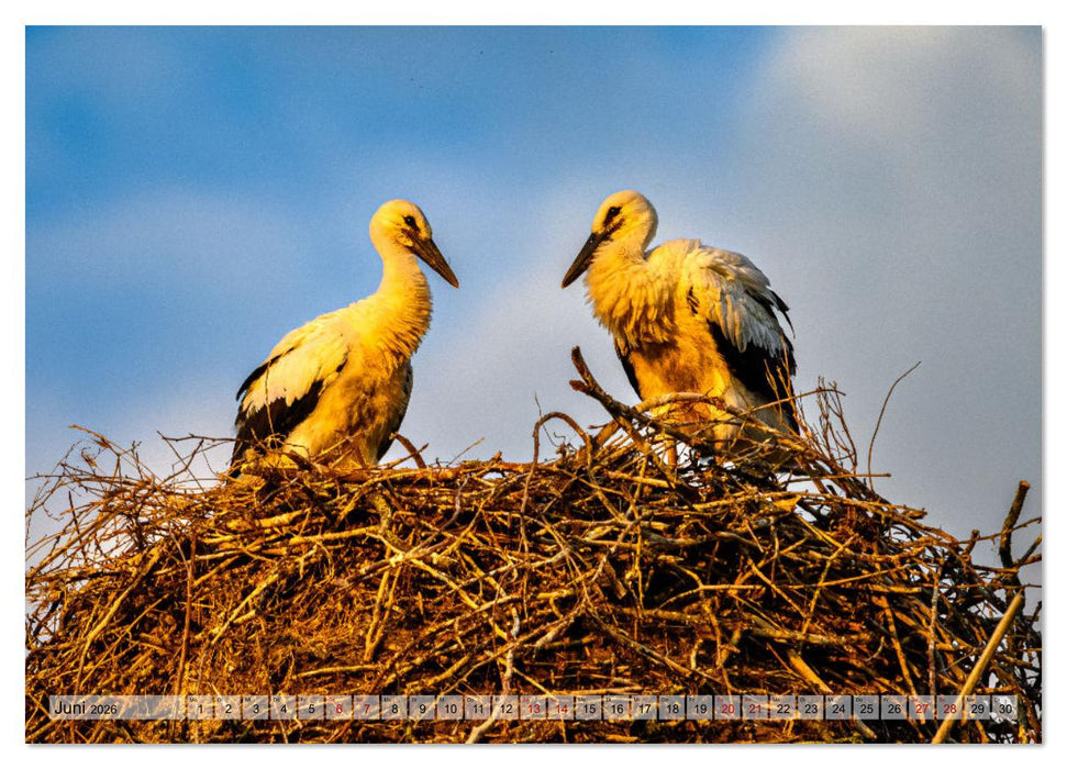 725 Jahre Börnicke (CALVENDO Wandkalender 2026)