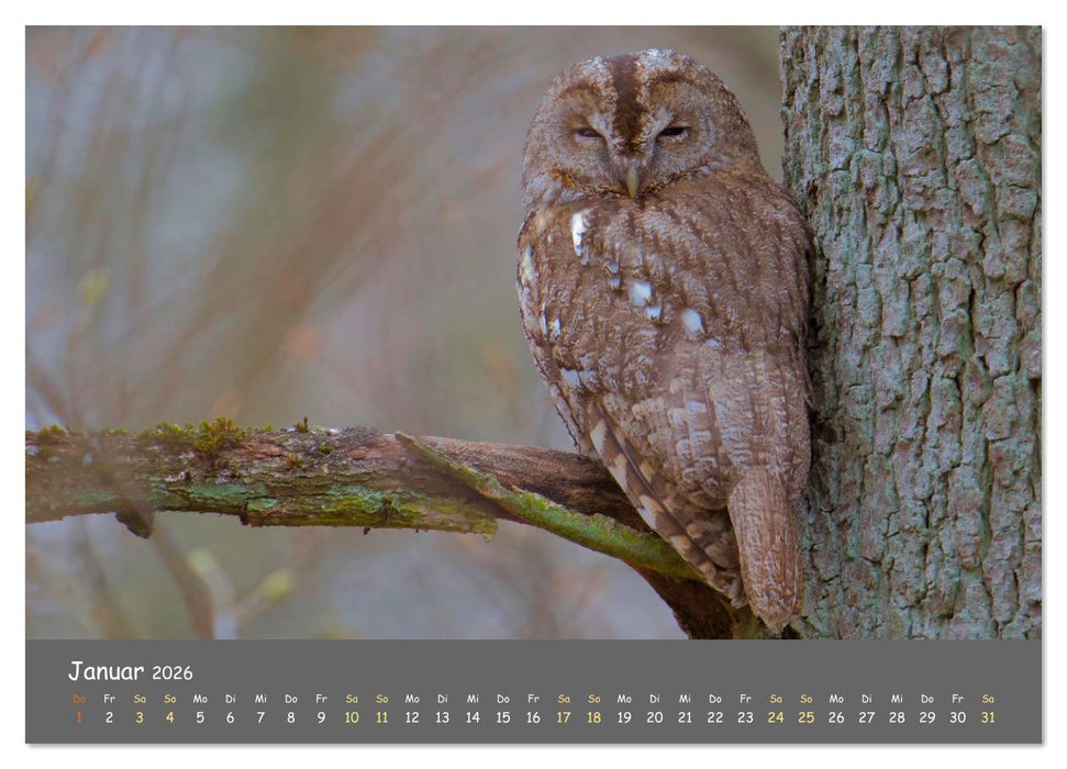 geliebte Waldgeister (CALVENDO Wandkalender 2026)