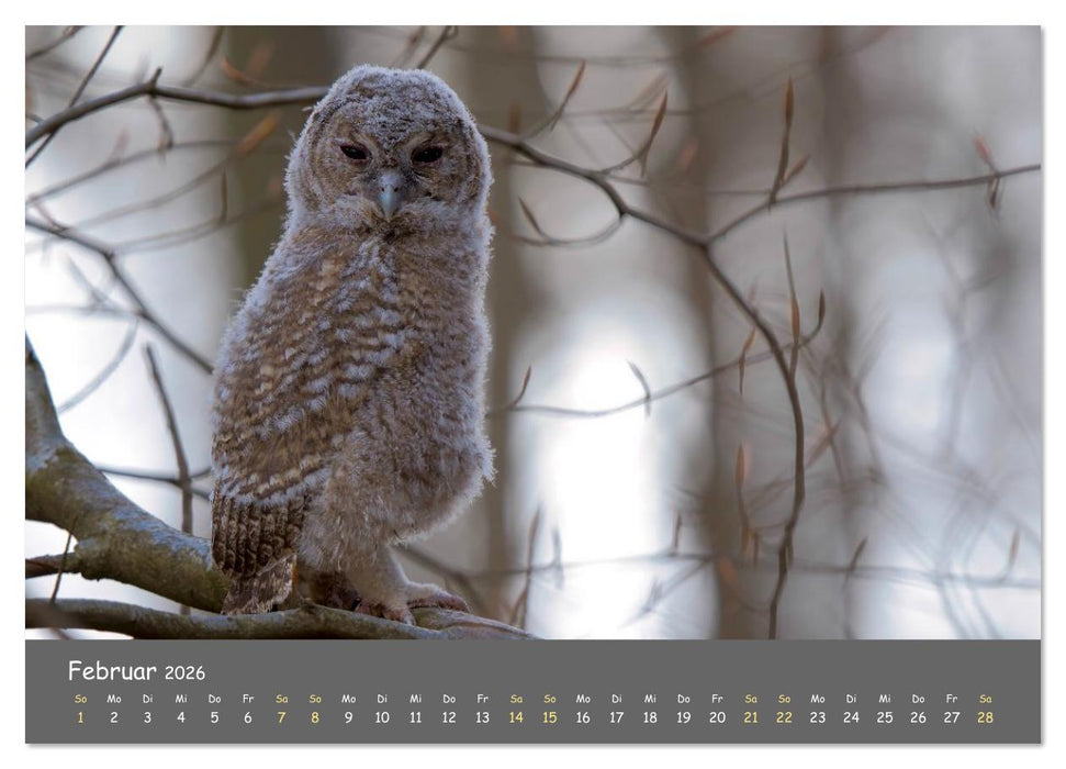 geliebte Waldgeister (CALVENDO Wandkalender 2026)