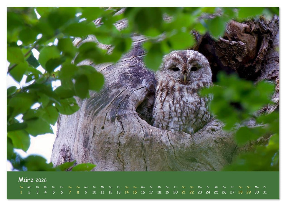 geliebte Waldgeister (CALVENDO Wandkalender 2026)