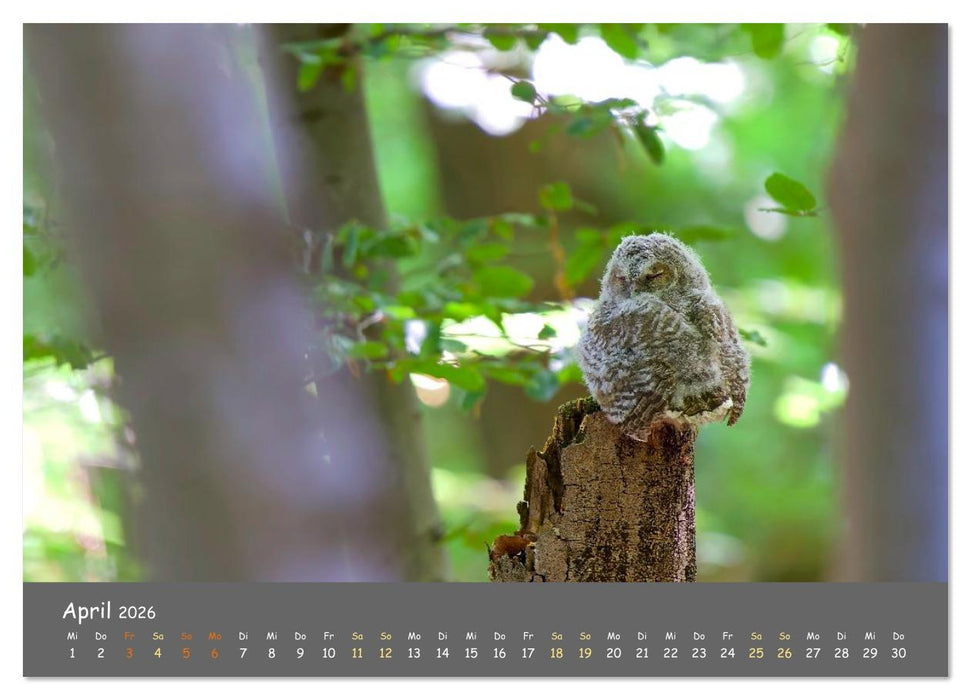 geliebte Waldgeister (CALVENDO Wandkalender 2026)