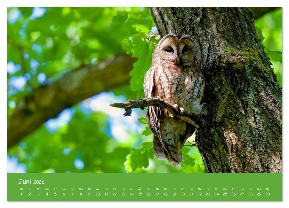 geliebte Waldgeister (CALVENDO Wandkalender 2026)