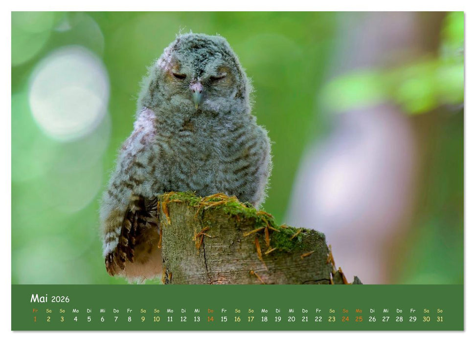 geliebte Waldgeister (CALVENDO Premium Wandkalender 2026)