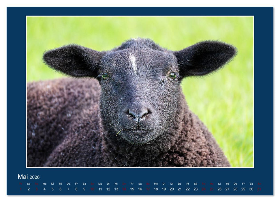 Dangast. Impressionen eines besonderen Ortes. (CALVENDO Wandkalender 2026)