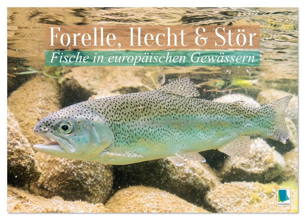 Forelle, Hecht und Stör: Fische in europäischen Gewässern (CALVENDO Wandkalender 2026)