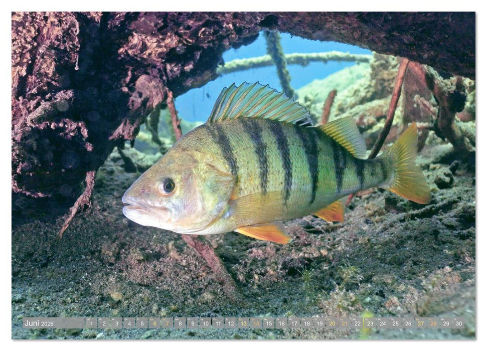 Forelle, Hecht und Stör: Fische in europäischen Gewässern (CALVENDO Wandkalender 2026)