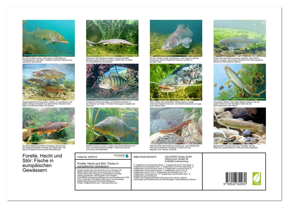 Forelle, Hecht und Stör: Fische in europäischen Gewässern (CALVENDO Premium Wandkalender 2026)