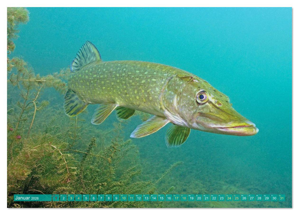 Forelle, Hecht und Stör: Fische in europäischen Gewässern (CALVENDO Premium Wandkalender 2026)