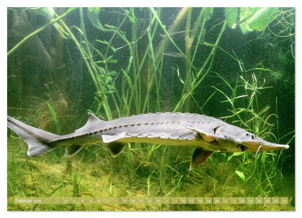 Forelle, Hecht und Stör: Fische in europäischen Gewässern (CALVENDO Premium Wandkalender 2026)