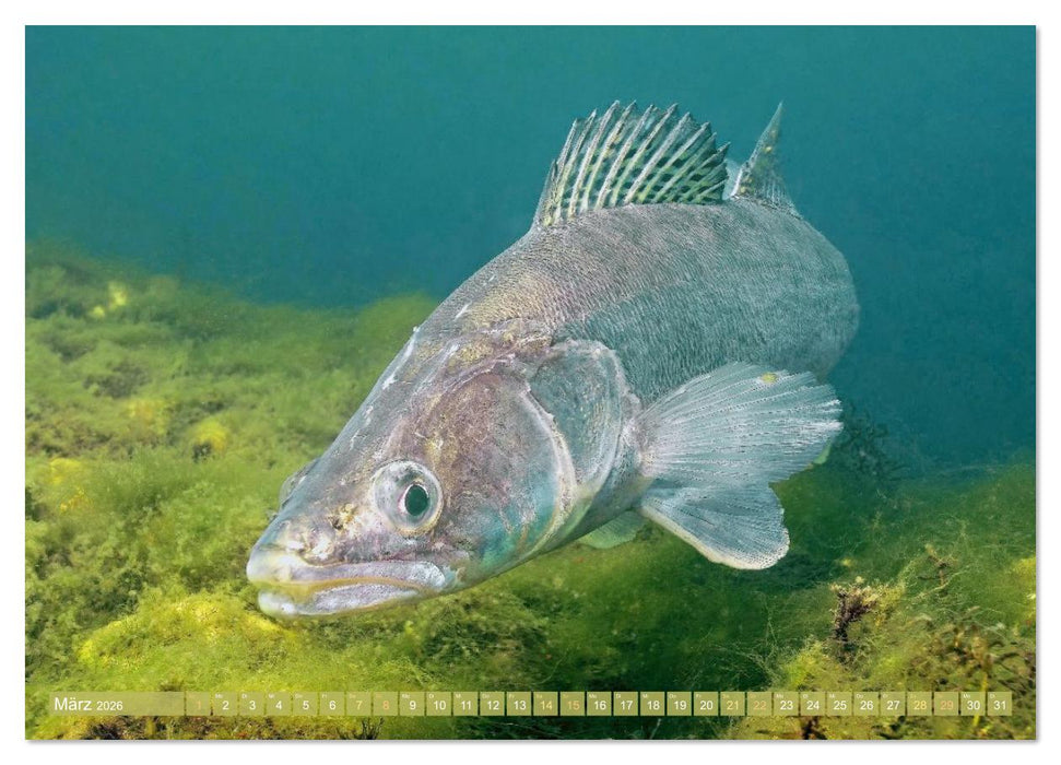 Forelle, Hecht und Stör: Fische in europäischen Gewässern (CALVENDO Premium Wandkalender 2026)