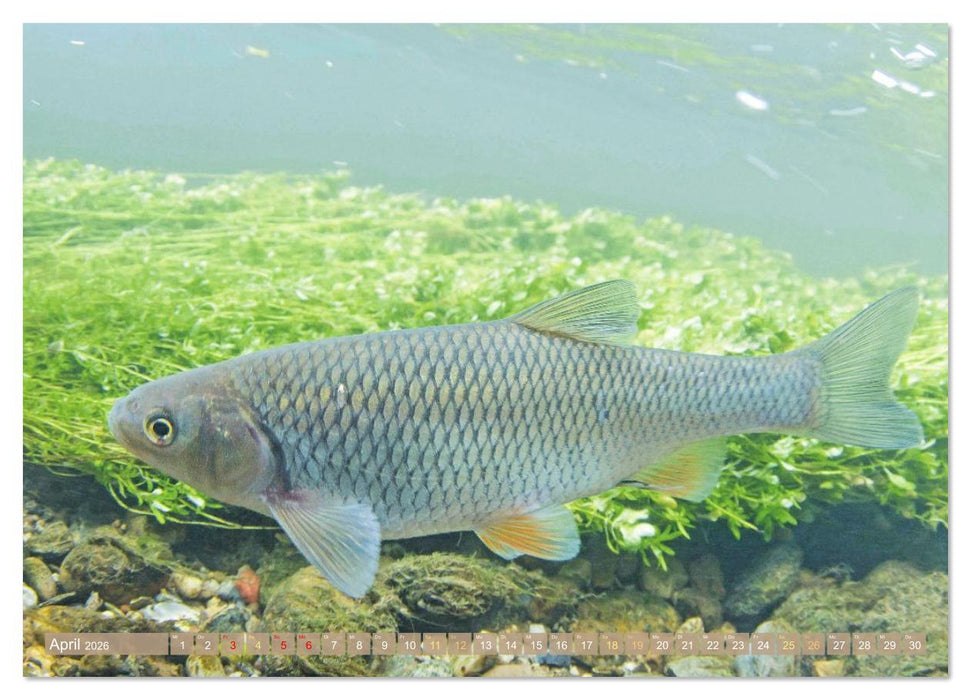 Forelle, Hecht und Stör: Fische in europäischen Gewässern (CALVENDO Premium Wandkalender 2026)