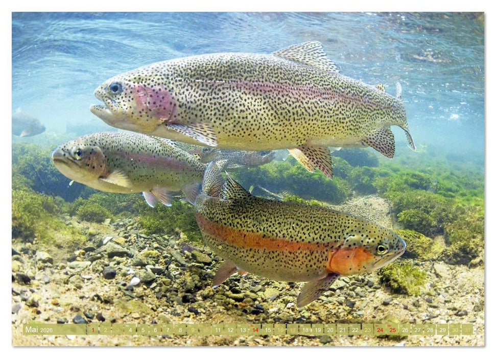 Forelle, Hecht und Stör: Fische in europäischen Gewässern (CALVENDO Premium Wandkalender 2026)