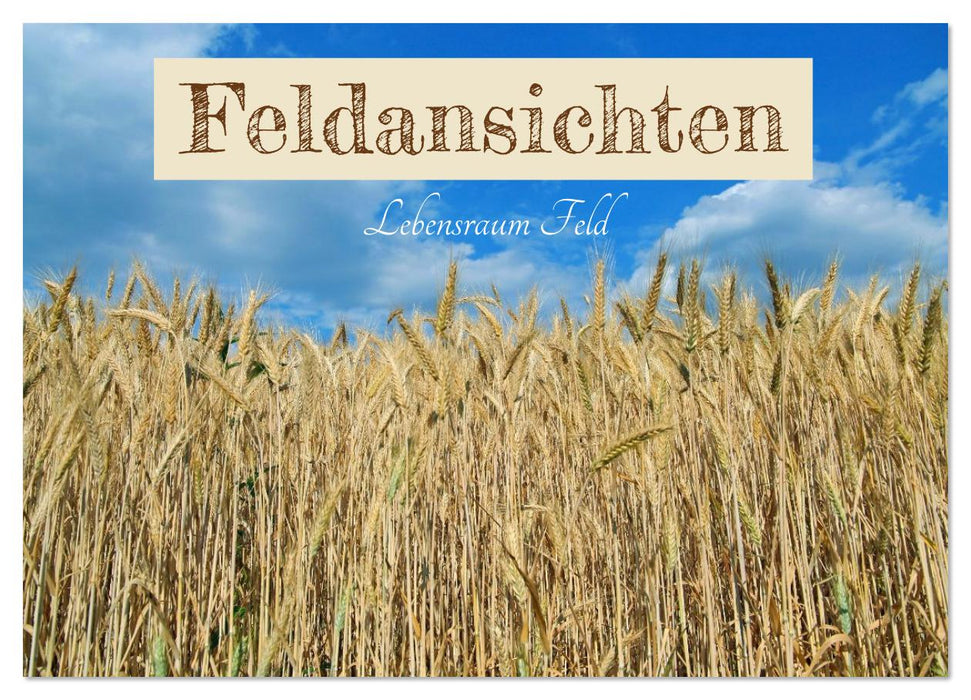Feldansichten (CALVENDO Wandkalender 2026)