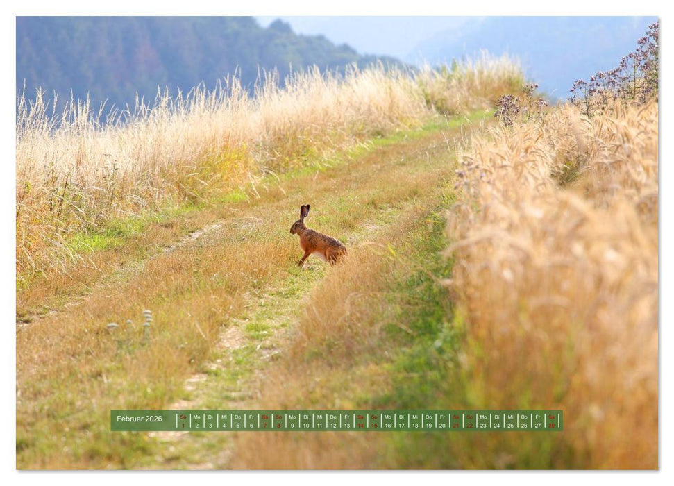 Feldansichten (CALVENDO Wandkalender 2026)